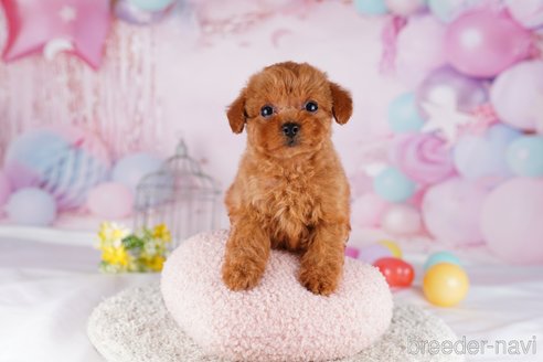 成約済の茨城県のトイプードル-283353の3枚目